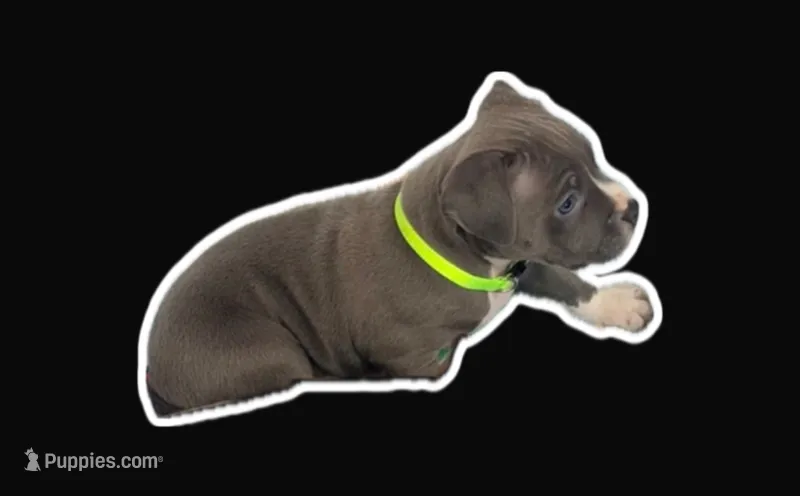 Gillian – American Bully puppy for sale in Brooklyn, NY