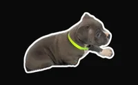 Gillian, a female American Bully for sale in Brooklyn, NY – 1 of 4