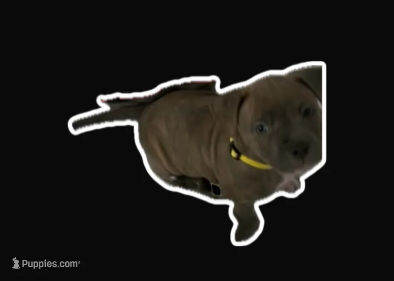 Shelly – American Bully puppy for sale in Brooklyn, NY
