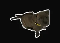 Shelly, a female American Bully for sale in Brooklyn, NY – 1 of 6
