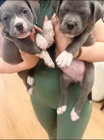 Bella, a female American Bully for sale in Brooklyn, NY – 4 of 4