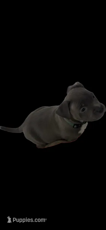 Tommy – American Bully puppy for sale in Brooklyn, NY