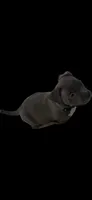 Tommy, a male American Bully for sale in Brooklyn, NY – 1 of 6