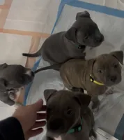 Shelly, a female American Bully for sale in Brooklyn, NY – 2 of 6