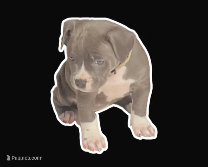 Bella – American Bully puppy for sale in Brooklyn, NY