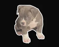Bella, a female American Bully for sale in Brooklyn, NY – 1 of 4