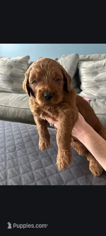 Fred – Goldendoodle puppy for sale in Canton, OH