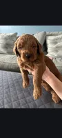 Fred, a male Goldendoodle for sale in Canton, OH – 1 of 1