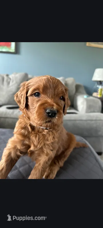 Howie – Goldendoodle puppy for sale in Canton, OH