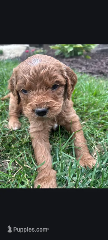 Glen – Goldendoodle puppy for sale in Canton, OH