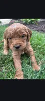 Glen, a male Goldendoodle for sale in Canton, OH – 1 of 1
