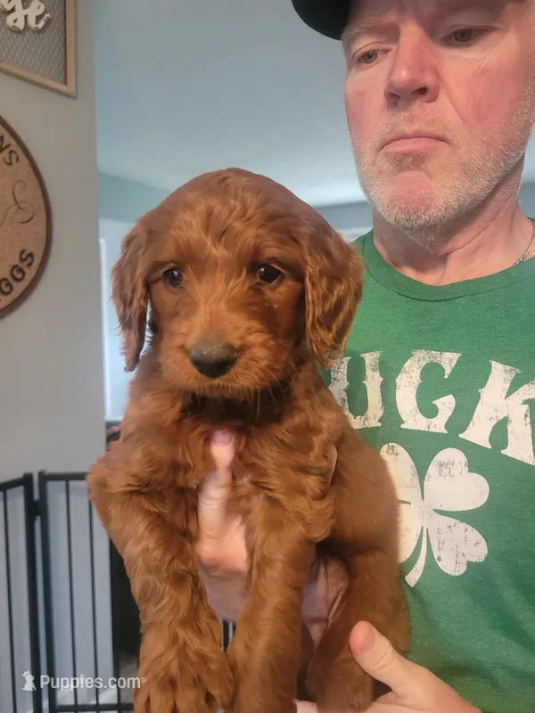 Jake – Goldendoodle puppy for sale in Canton, OH