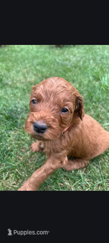 Eddie – Goldendoodle puppy for sale in Canton, OH