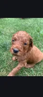 Eddie, a male Goldendoodle for sale in Canton, OH – 1 of 1