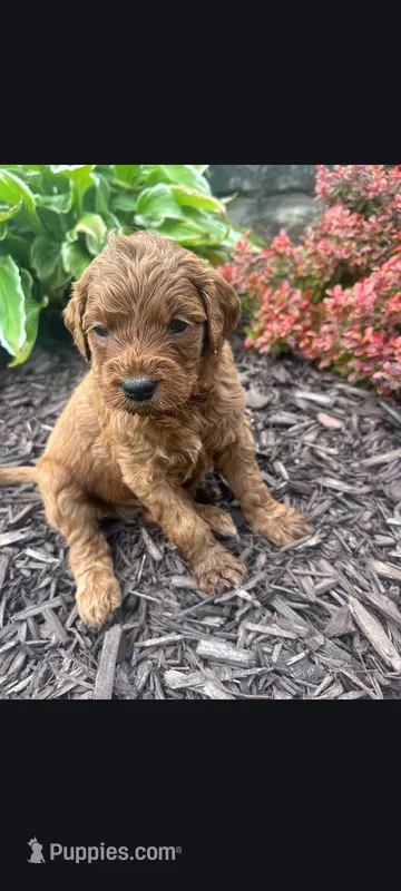 Cole – Goldendoodle puppy for sale in Canton, OH
