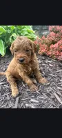 Cole, a male Goldendoodle for sale in Canton, OH – 1 of 1