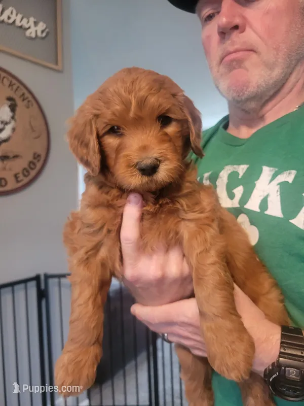 Howie – Goldendoodle puppy for sale in Canton, OH