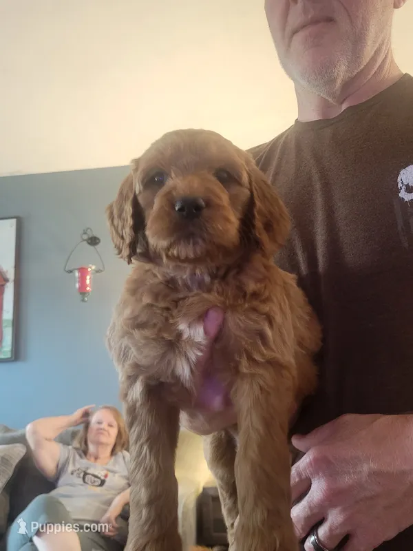 Glen – Goldendoodle puppy for sale in Canton, OH