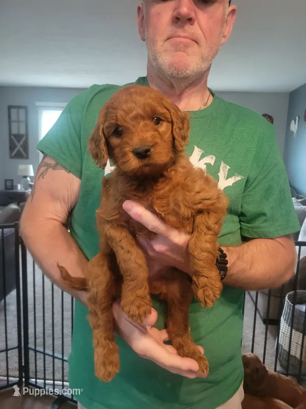 Eddie – Goldendoodle puppy for sale in Canton, OH