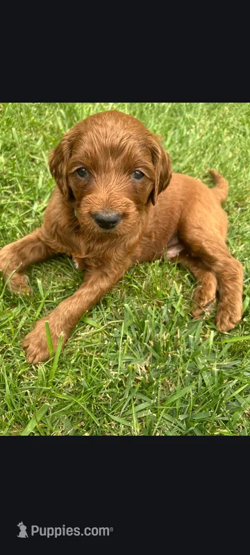 Jake – Goldendoodle puppy for sale in Canton, OH