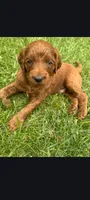Jake, a male Goldendoodle for sale in Canton, OH – 1 of 1