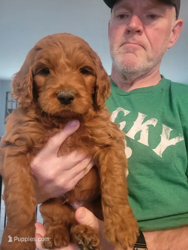 Fred – Goldendoodle puppy for sale in Canton, OH