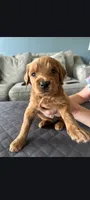 David, a male Goldendoodle for sale in Canton, OH – 1 of 1