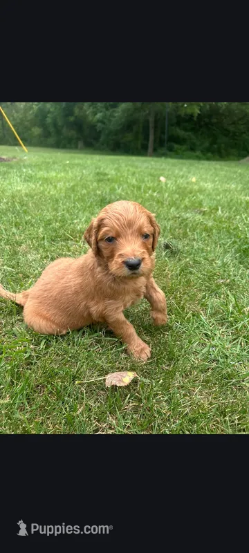 Andy – Goldendoodle puppy for sale in Canton, OH