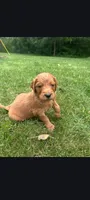 Andy, a male Goldendoodle for sale in Canton, OH – 1 of 1