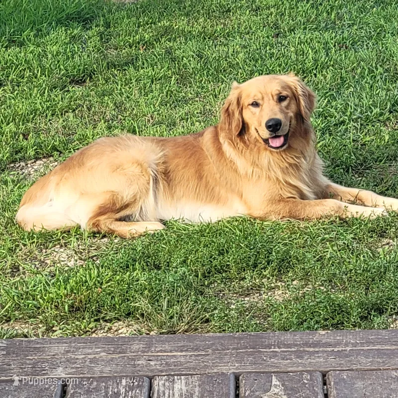 Bourbon – Golden Retriever puppy for sale in Marengo, IL
