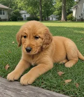 Sarah, a female Golden Retriever for sale in Marengo, IL – 1 of 1