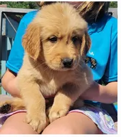 Brielle, a female Golden Retriever for sale in Marengo, IL – 1 of 1
