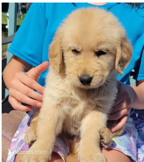 Baby – Golden Retriever puppy for sale in Marengo, IL