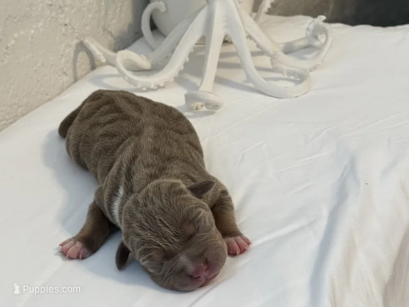 Marina  – American Bully puppy for sale in Venice, FL