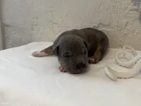 Trident , a male American Bully for sale in Venice, FL – 2 of 8