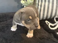 Leviathan , a male American Bully for sale in Venice, FL – 4 of 10