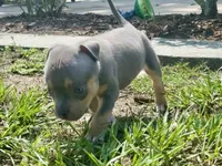 Cove, a male American Bully for sale in Venice, FL – 2 of 10