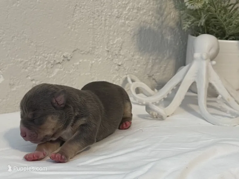 Talulah – American Bully puppy for sale in Venice, FL