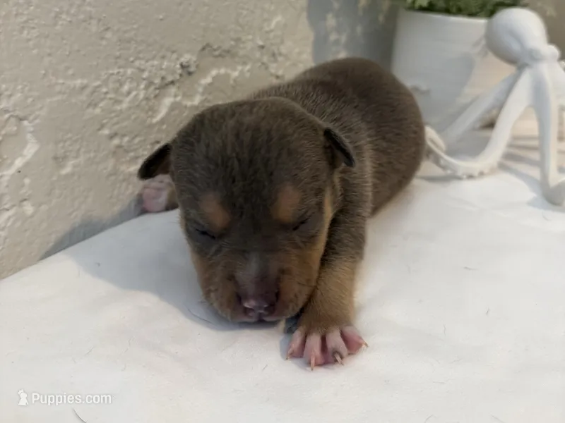 Cove – American Bully puppy for sale in Venice, FL