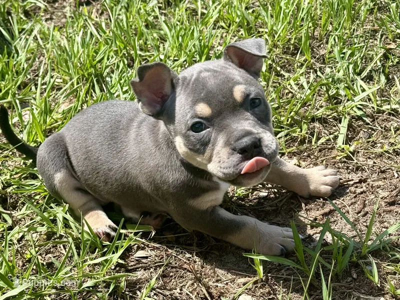 Nixie  – American Bully puppy for sale in Venice, FL