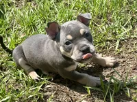 Nixie , a female American Bully for sale in Venice, FL – 1 of 10
