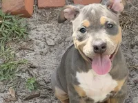 Calypso , a female American Bully for sale in Venice, FL – 2 of 10