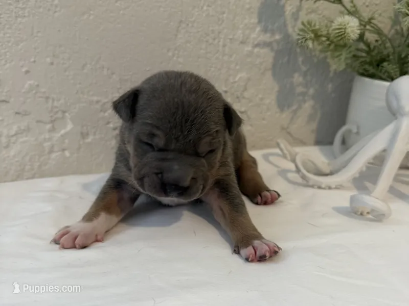 Trident  – American Bully puppy for sale in Venice, FL