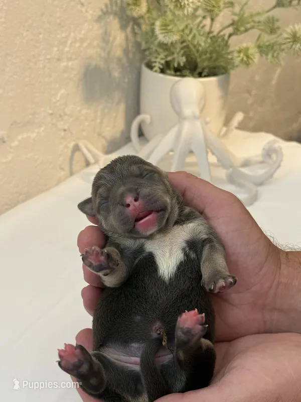 Calypso  – American Bully puppy for sale in Venice, FL