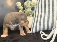 Talulah, a female American Bully for sale in Venice, FL – 5 of 10