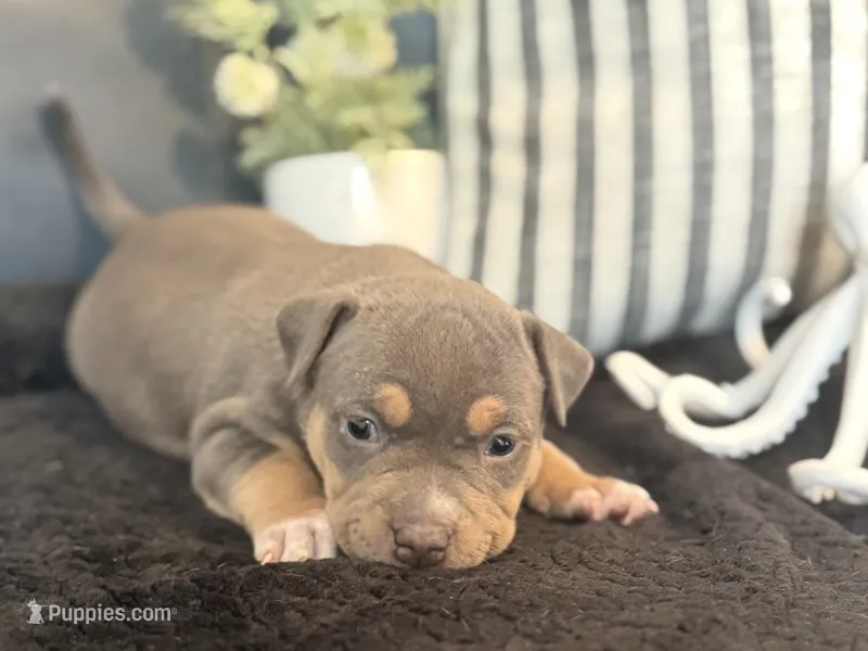 Talulah – American Bully puppy for sale in Venice, FL