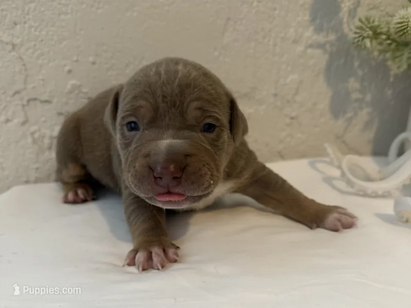 Marina  – American Bully puppy for sale in Venice, FL