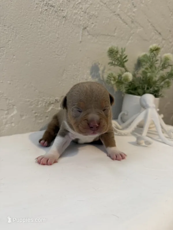 Guapo – American Bully puppy on hold in Venice, FL
