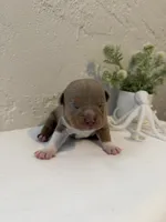 Guapo, a male American Bully for sale in Venice, FL – 1 of 10