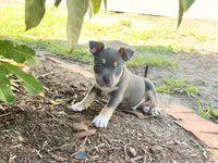 Leviathan , a male American Bully for sale in Venice, FL – 2 of 10